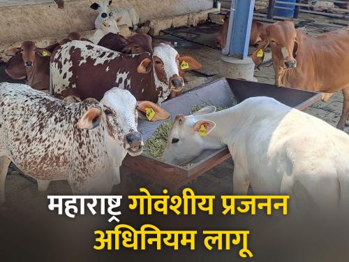 Increase milking livestock with high production capacity | उच्च उत्पादन क्षमतेची दुधाळ जनावरे वाढविणार