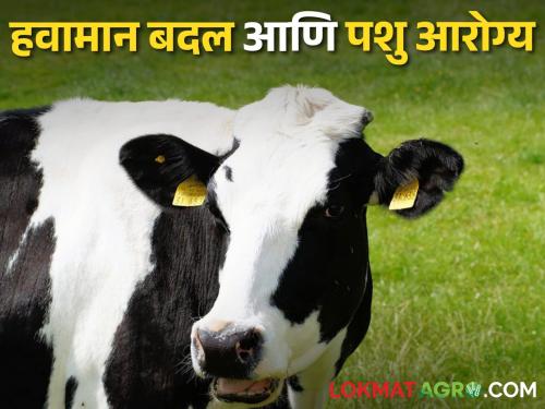 How does rising temperature affect livestock health? | वाढत्या तापमानाचा जनावरांच्या आरोग्यावर कसा होतो परिणाम