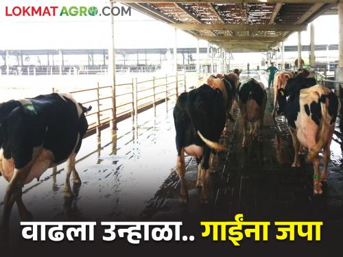 Summer is increasing.. How to increase milk production of cows | उन्हाळा वाढतोय.. गायींचे दुध उत्पादन कसे वाढवाल