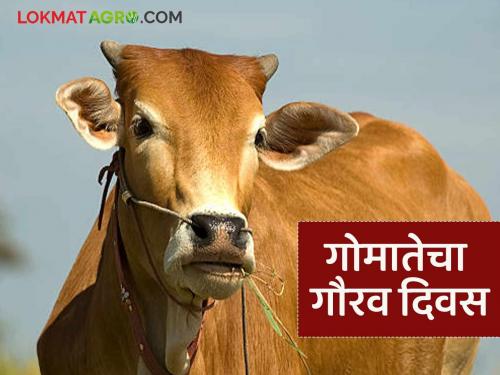 latest news Cow Day : Honoring the cow: Now every year on July 22nd, a special day for cows. Read in detail | Cow Day : गोमातेचा सन्मान : आता प्रत्येक वर्षी २२ जुलैला गायींसाठी विशेष दिन वाचा सविस्तर