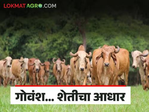 latest news Cow Day: Conservation of indigenous cattle is important for the future of agriculture. Read in detail | Cow Day : देशी गोवंशाचे संवर्धन शेतीच्या भविष्यासाठी महत्त्वाचे वाचा सविस्तर
