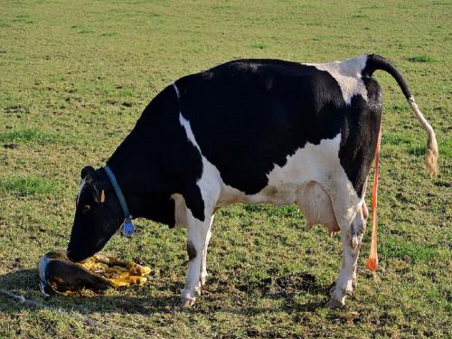 What will you do if you are caught stabbing cows and buffaloes? | गाई म्हशींतील वार अटकली तर काय कराल?