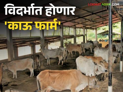 Agriculture News : Ingenuity and innovative thinking is 'Cow Farms' | Agriculture News :  कल्पकता आणि नावीन्यपूर्ण विचार म्हणजे 'काऊ फार्मस'