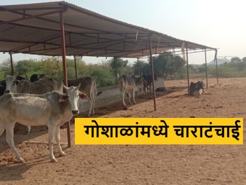 Latest News Cows in Goshalas starving due to shortage of fodder in akola | गोशाळांमधील गाईंवर उपासमारीचे संकट, चारा छावण्या उभारण्याची मागणी