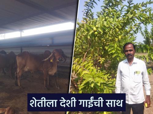 fruit crop planation along with livestock rearing; farmer Balwantrao's income is increase day by day | फळबागेला पशुपालनाची जोड; बळवंतरावांच्या उत्पन्नाला नाही तोड