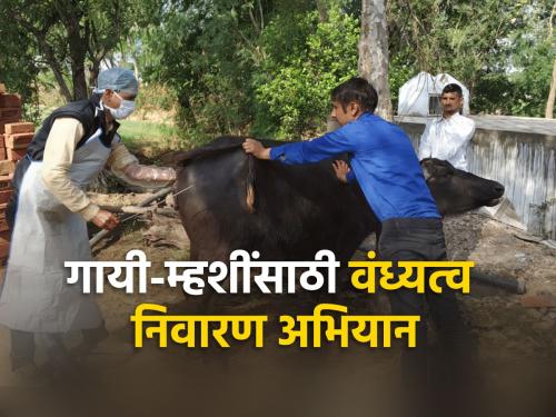 State wide Infertility Prevention mission will be implemented to prevent infertility in cows and buffaloes | गायी-म्हशींमधील वंध्यत्व निवारणासाठी राज्यव्यापी वंध्यत्व निवारण अभियान राबविले जाणार