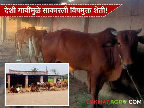 latest news Dairy Farming : Poison-free farming achieved thanks to indigenous cows; Read the inspiring success story | Farmer Success Story : देशी गायींमुळे साकारली विषमुक्त शेती; वाचा प्रेरणादायी यशोगाथा