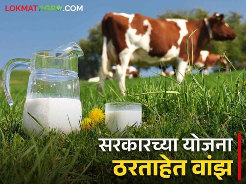 What is the fruit of the Vidarbha-Marathwada Dairy Development Project; Can farmers afford the cost? | विदर्भ-मराठवाडा दुग्धविकास प्रकल्पाचे फलित आहे तरी काय; शेतकऱ्यांना खर्च परवडतो का?