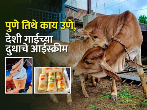 cow milk ice cream available in Pune | दूध प्रक्रिया: पुण्यात मिळतंय देशी गाईच्या दुधाचे इन्स्टंट आईस्क्रीम! तेही स्वस्तात