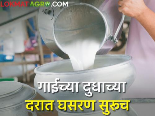 Milk subsidy does not matter; Milk price again dropped by Rs 5 to 6 per liter | दुध अनुदान दिल्याने काय फरक पडत नाही; दुध दरात पुन्हा प्रतिलिटर ५ ते ६ रुपयांची घसरण