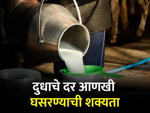 Cow milk prices continue to fall; Rates will fall further | गाय दुधाच्या दरातील घसरण थांबेना; आणखी दर घसरणार