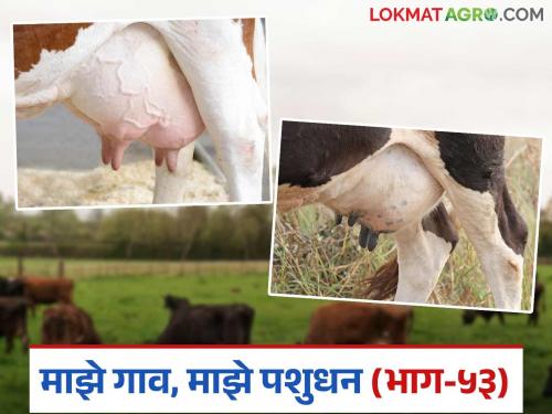 Don't forget to do this before and after milking to prevent udder diseases in livestocks | जनावरांना कासेचे आजार होऊ नये म्हणून दूध काढण्यापूर्वी व काढल्यानंतर हे करायला विसरू नका