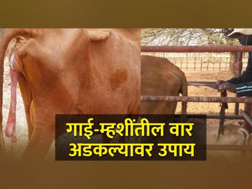 Don't do this when the retention of placenta in cows and buffaloes | गाई म्हशींतील वार अटकल्यावर हे करू नका