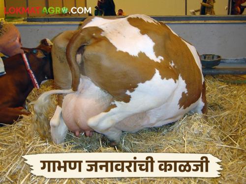 How to take care of pregnant livestock's? | अधिक दुध उत्पादनासाठी गाभण जनावरांची काळजी कशी घ्याल?