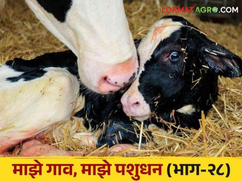 How will the farmers take care of the dystocia problems faced by cows and buffaloes delivery? | गाई व म्हशी विताना येणाऱ्या अडचणी पशुपालकांनो कशी घ्याल काळजी