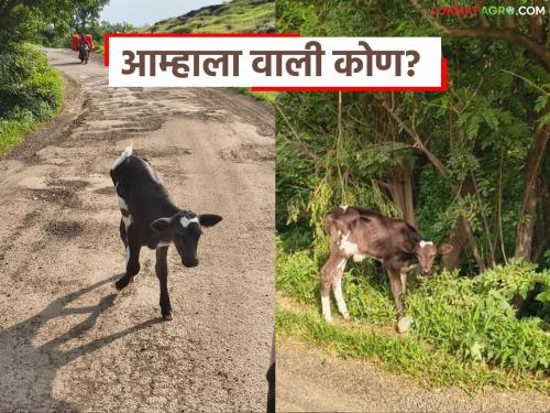 Cows have the status of 'state mothers'; but why are the calves in such a pitiful condition? | गायीला मिळाला 'राज्यमाते'चा दर्जा; पण वासरांची अवस्था दयनीय का?