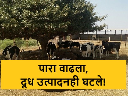 Latest News Temperature increased, cow's milk production decreased know the solution | तापमान वाढलं, गाईचं दूध उत्पादन घटलं, उन्हाळ्यात 'हे' उपाय कराचं