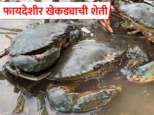 How does crab farming; What are its methods? | खेकडा शेती कशी केली जाते; त्याच्या पद्धती कोणत्या?