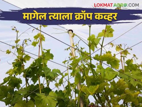 Latest News Grape Crop Cover 'Magel tyala Crop Cover' scheme for grape growers come Read in detail   | Grape Crop Cover : द्राक्ष उत्पादकांसाठी 'मागेल त्याला क्रॉप कव्हर' योजना कधी येणार? वाचा सविस्तर  