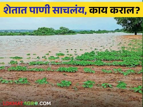 Latest News Agriculture News Damage to crops due to water logging due to rain how to control | Agriculture News : शेतात पाणी साचलंय, 'हे' उपाय नक्की करा! जाणून घ्या सविस्तर 