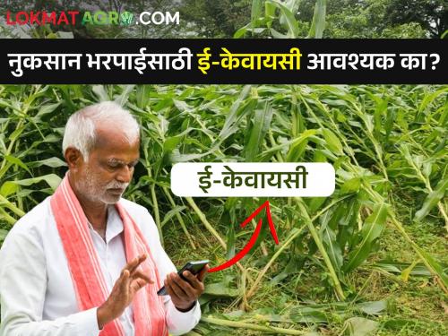 Important for farmers! Is e-KYC required for compensation? | शेतकऱ्यांसाठी महत्वाचे! नुकसान भरपाईसाठी ई-केवायसी आवश्यक का? 