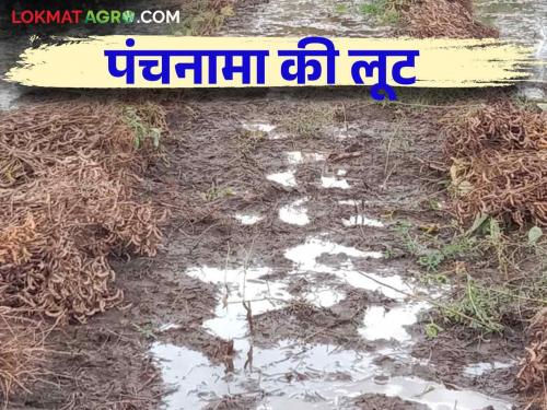 Pik Panchnama : Read in detail how farmers are looted for Pik Panchnama | Pik Panchnama : पीक पंचनाम्यासाठी शेतकऱ्यांची होतेय लूट कशी वाचा सविस्तर