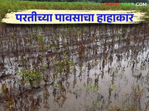 As many as 30 thousand 506 hectares of crops were damaged due to heavy rains in the state in October | Crop Damage : राज्यात ऑक्टोबरमध्ये तब्बल ३० हजार ५०६ हेक्टरवरील पिकांचे अतिवृष्टीमुळे नुकसान