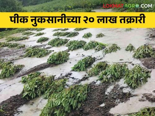 Crop Insurance: 20 lakh crop loss claims filed in the state | Crop Insurance : राज्यात पीक नुकसानीचे २० लाख दावे दाखल