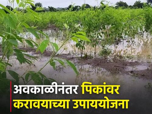 Latest News Take such measures on crops after bad weather and hailstorm | अवकाळीनंतर असं करा पिकांचं व्यवस्थापन, मराठवाडा कृषी विद्यापीठाचा सल्ला 