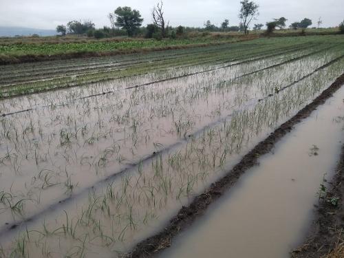 Heavy rains hit in Varhad; 687 crores want for farmer help | वऱ्हाडात अतिवृष्टीचा फटका; बळीराजाला हवेत ६८७ कोटी