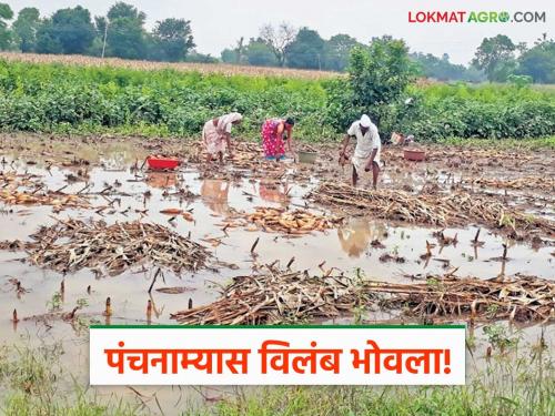Delay in Panchnama of damaged crops is a concern; Tehsildar sends notice to agricultural assistants, officers, village workers | नुकसानग्रस्त पिकाच्या पंचनाम्यास केलेला विलंब भोवला; कृषी सहायक, अधिकारी, ग्रामसेवकांना तहसीलदारांनी पाठवली नोटीस