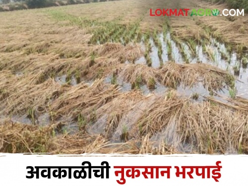 latest News 1080 rupees help to farmer for rice cultivation on three acres damaged due to bad weather | अवकाळीने तीन एकरांवरील भात शेती उध्वस्त, भरपाई मिळाली 1080 रुपयेच...! 