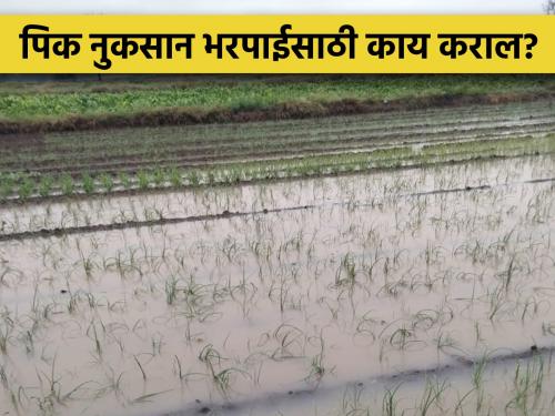 Crops were damaged by rain hailstorm; Where to complain? | पावसामुळे पिकांचे नुकसान झाले; कुठे कराल तक्रार?