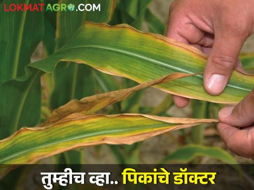 How do you know which nutrient deficiency in your crop? | तुमच्या पिकात कोणत्या अन्नद्रव्याची कमतरता आहे हे कसे ओळखाल?