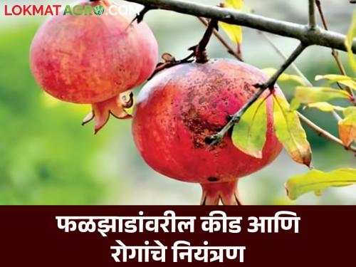 Latest News Fruit Crop Management Infestation of many insect diseases on fruit trees see how to control | Fruit Crop Management : फळझाडांवरील कीड आणि रोगांचे नियंत्रण, कसे कराल व्यवस्थापन? वाचा सविस्तर