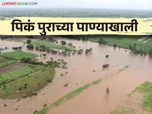 Kolhapur Flood: 60 thousand hectares of 72 villages in Kolhapur district under water | Kolhapur Flood: कोल्हापूर जिल्ह्यातील ७२ गावांतील ६० हजार हेक्टर क्षेत्र पाण्याखाली