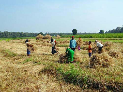 why government do crop harvesting practical, how farmer get benefited | पीक कापणीचा प्रयोग का करतात? त्याचा शेतकऱ्यांना कसा लाभ होतो?