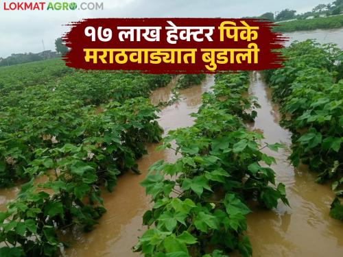 latest news Marathwada Crop Damage: Heavy rains hit Marathwada; Crop damage on 17 lakh hectares Read in detail | Marathwada Crop Damage : मराठवाड्यात अतिवृष्टीचा तडाखा; १७ लाख हेक्टरवर पिकांचे नुकसान वाचा सविस्तर