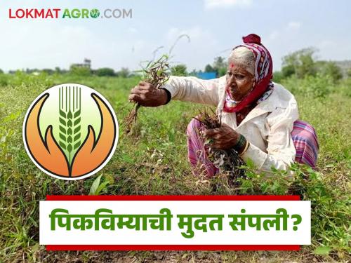 Latest News Crop insurance scheme has expired, Government decision will take a month Read in detail | Pik Vima Yojana : पीकविम्याची मुदत संपली, नुकसानीची जबाबदारी घेणार काेण? वाचा सविस्तर 