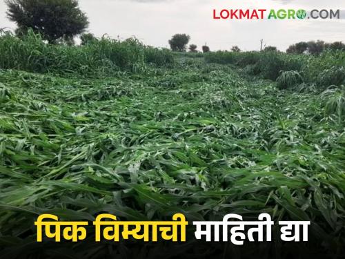 Letter from Women Farmers to District Collectors; This information is requested | Crop Insurance महिला शेतकऱ्यांचे जिल्हाधिकाऱ्यांना पत्र; मागविली ही माहिती