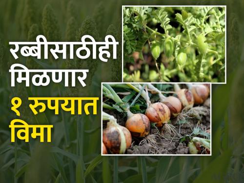 How to participate in Pradhan Mantri Crop Insurance Yojana for Rabi Season 2023-24? | प्रधानमंत्री पीक विमा योजना रब्बी हंगाम २०२३–२४ साठी कसे सहभागी व्हाल?