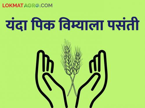 Kharif Pik Vima: Two lakh farmers have taken Kharif crop insurance in the state | Kharif Pik Vima राज्यात वीस लाख शेतकऱ्यांनी काढला खरीप पीक विमा