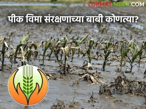 Latest news navin pik vima yojana insurance coverage will be provided for losses caused by these factor | Navin Pik Vima Yojana : नवीन पीक योजनेत 'या' कारणामुळे झालेल्या नुकसानीस विमा संरक्षण मिळेल!