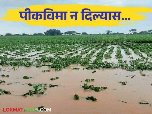 Pik Vima : Withholding of crop insurance amount Act provide crime insurance subsidy immediately give to farmer | Pik Vima : पीकविमा रक्कम रोखणे कायद्याने गुन्हा विमा अनुदान त्वरित द्या