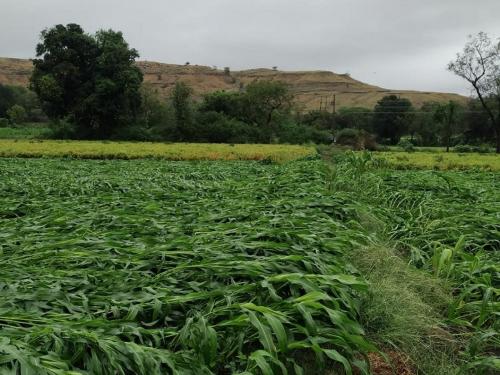 As many as 1 crore 70 lakh farmers have taken out crop insurance | तब्बल १ कोटी ७० लाख शेतकऱ्यांनी काढला पीकविमा