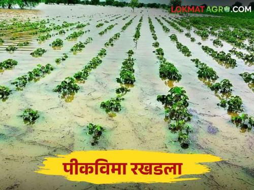 Pik Vima: Payment of 1,877 crores by the state government, last year crop insurance was stopped | Pik Vima : राज्य सरकारकडून १,८७७ कोटींचे देणे, गतवर्षीचा पीकविमा रखडला