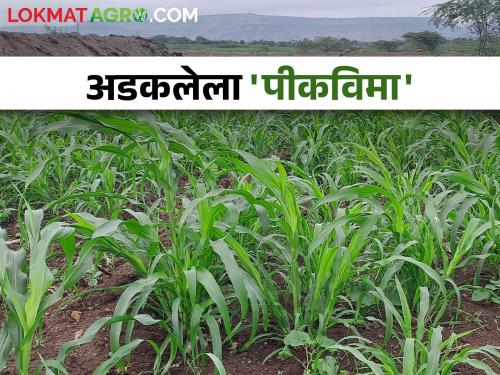 25 percent advance crop insurance received; When will the remaining 75 percent compensation be received? | crop Insurance २५ टक्के अग्रीम पीकविमा मिळाला; उर्वरित ७५ टक्के नुकसानभरपाई कधी मिळणार