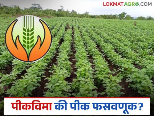 latest news Crop Insurance: Farmers' loss, companies' profit; Revenue of Rs 290 crore in Kharif season | Crop Insurance : शेतकऱ्यांचे नुकसान, कंपन्यांचा फायदा; खरीप हंगामात २९० कोटींची कमाई