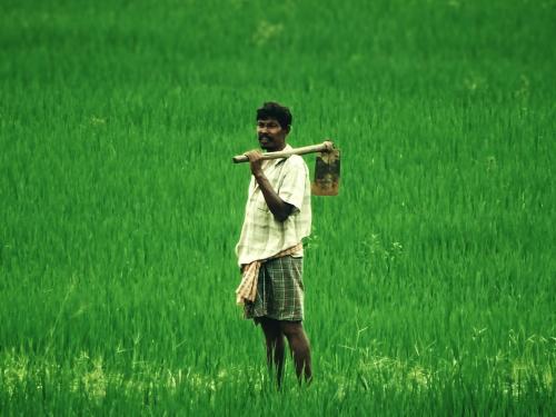 Get crop insurance for just one rupee; Includes rice, ragini and urad | पीक विमा मिळणार केवळ एक रुपयांत; भात, नाचणी व उडिदचाही समावेश