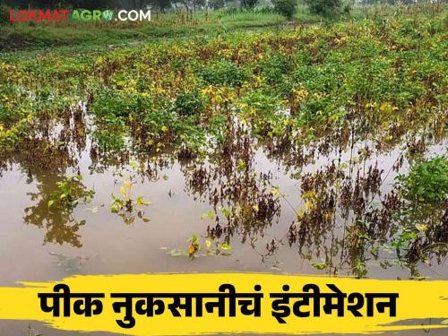 Kharif Pik Vima : 64 thousand complaints of kharif crop damage are ineligible what is the reasons.. read in detail | Kharif Pik Vima : खरीप पीक नुकसानीच्या ६४ हजार तक्रारी अपात्र काय आहेत कारणं वाचा सविस्तर